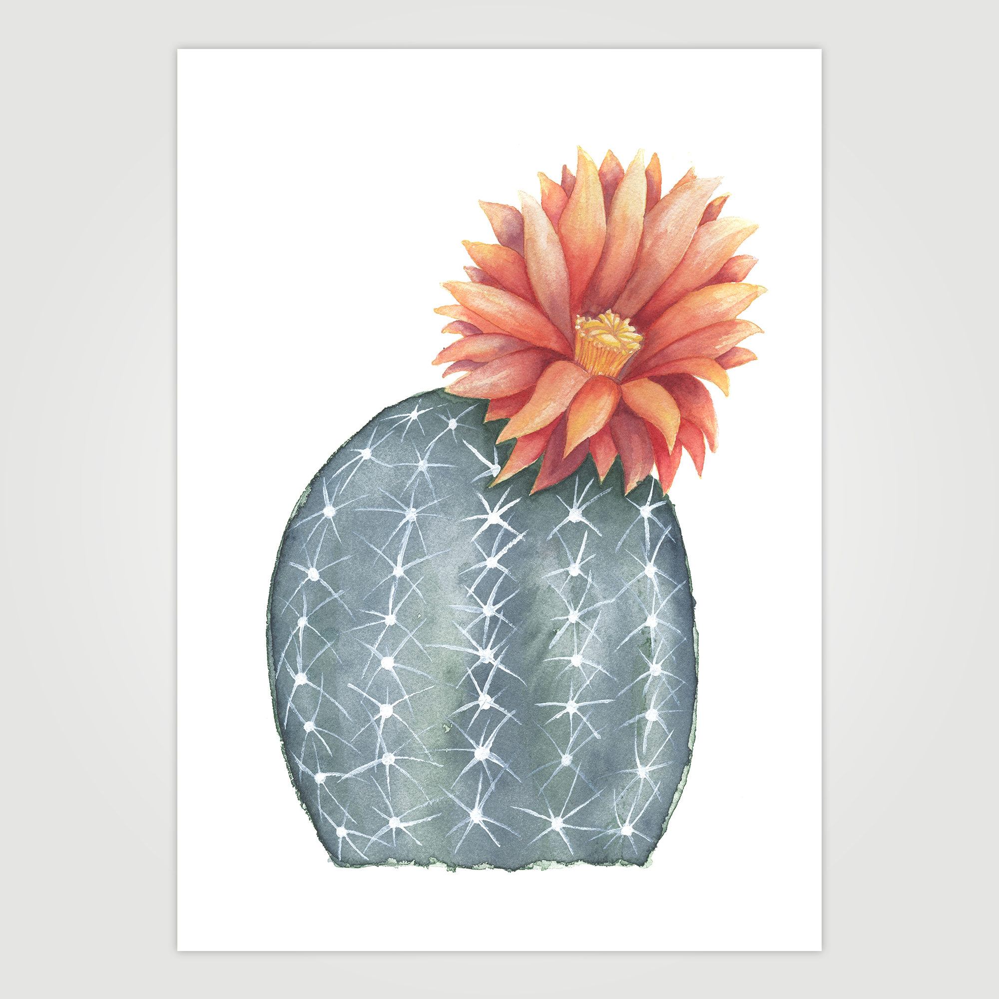 Gymnocalycium Baldianum Cactus Flower Artwork Print