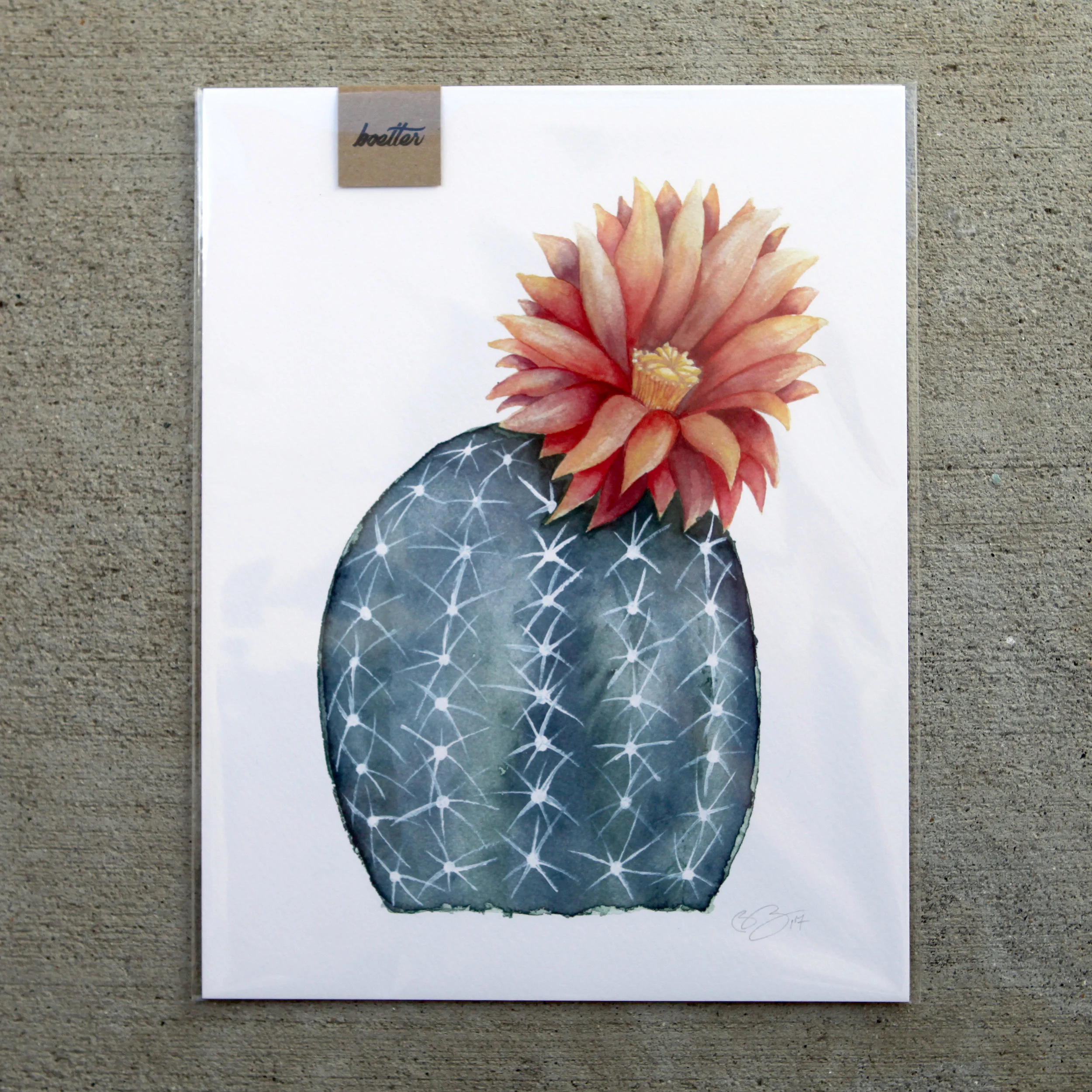 Gymnocalycium Baldianum Cactus Flower | Art Print #036