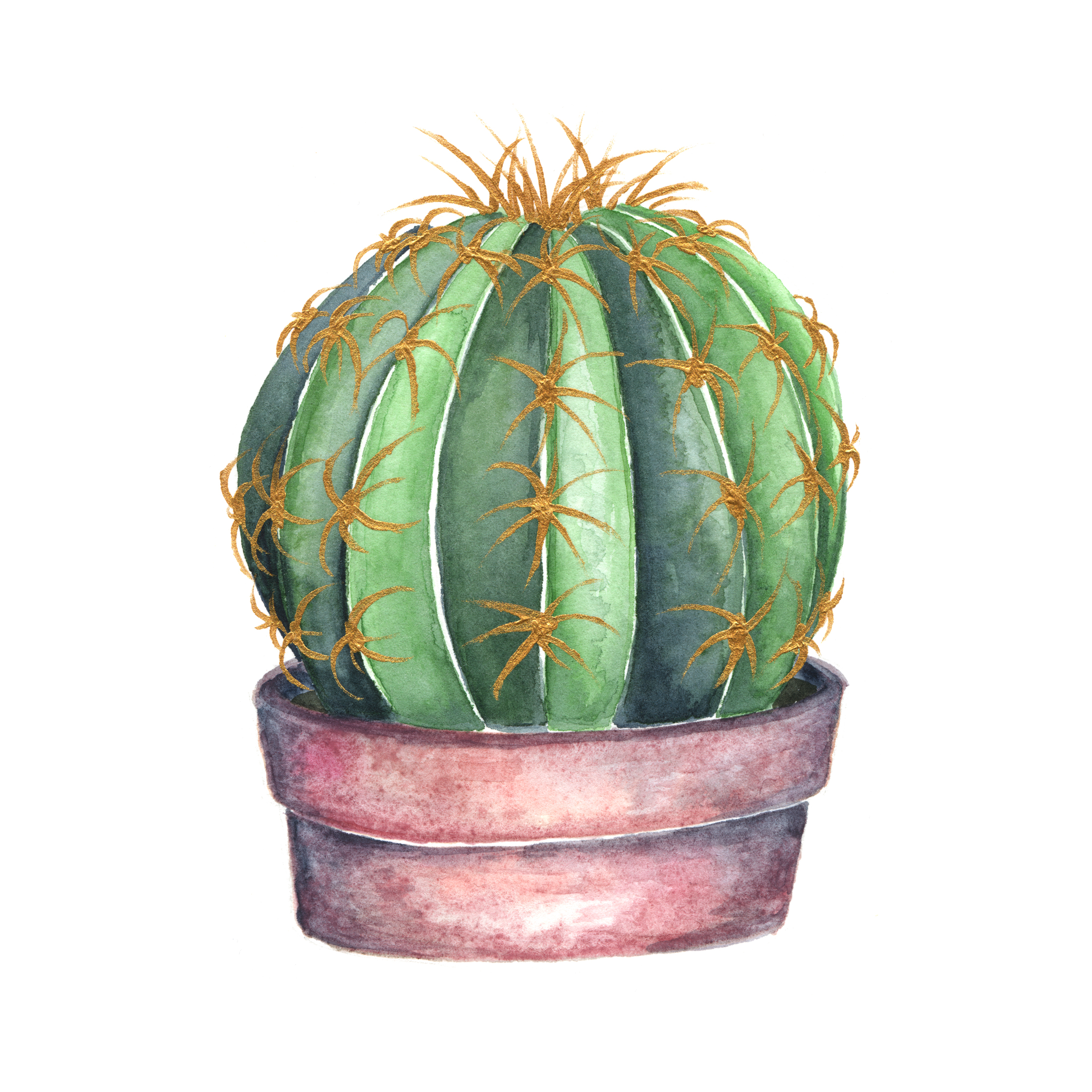 Potted Gold Pricked Barrel Cactus Preview
