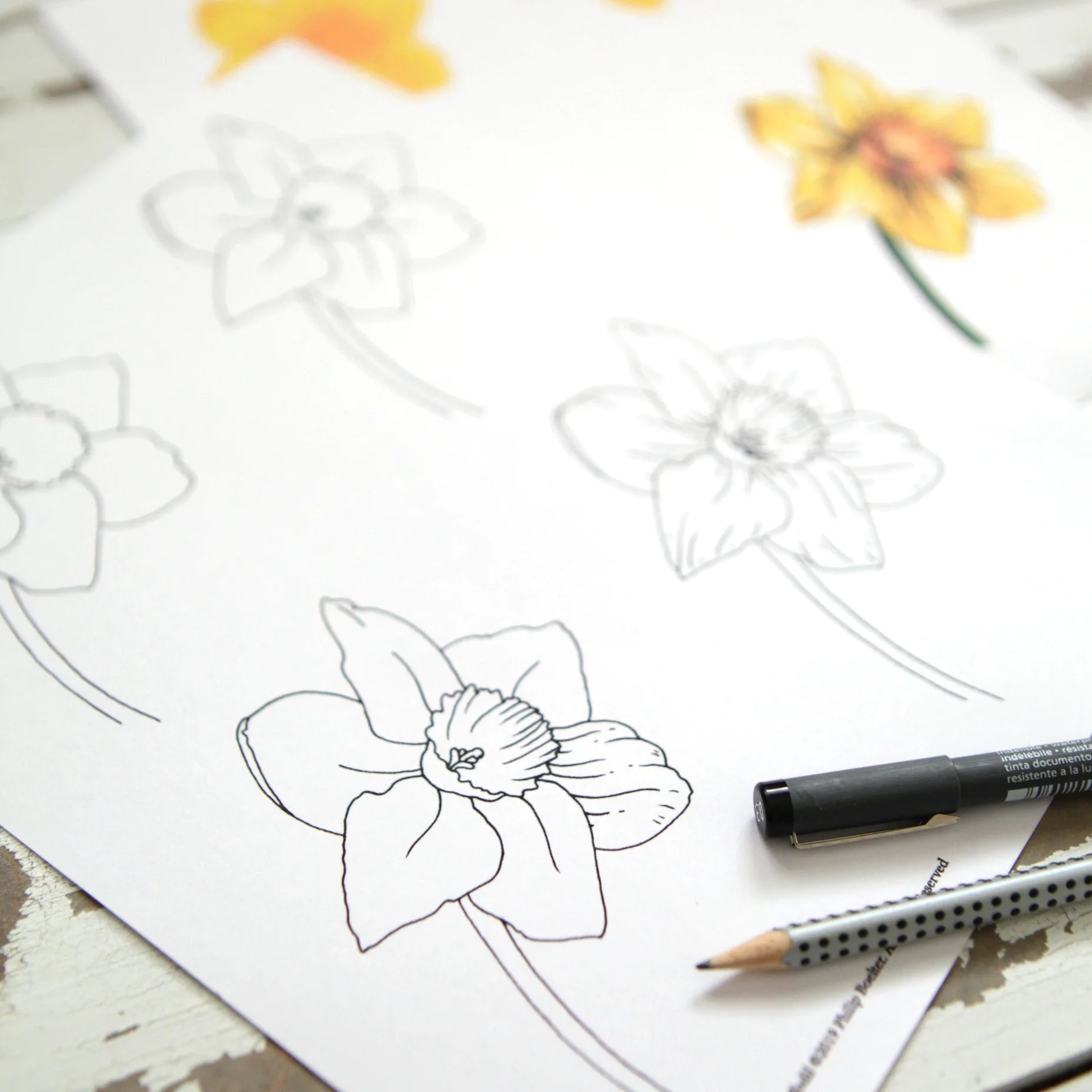 How to Draw and Paint a Daffodil Worksheet Download