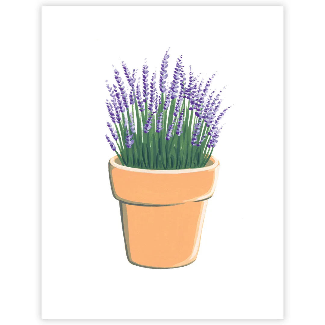 20-02-28-Potted-Lavender-No-2-web-02.jpeg