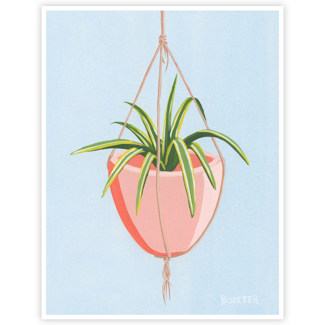 20-06-29-Hanging-Spider-Plant-No-1-web-B.jpeg
