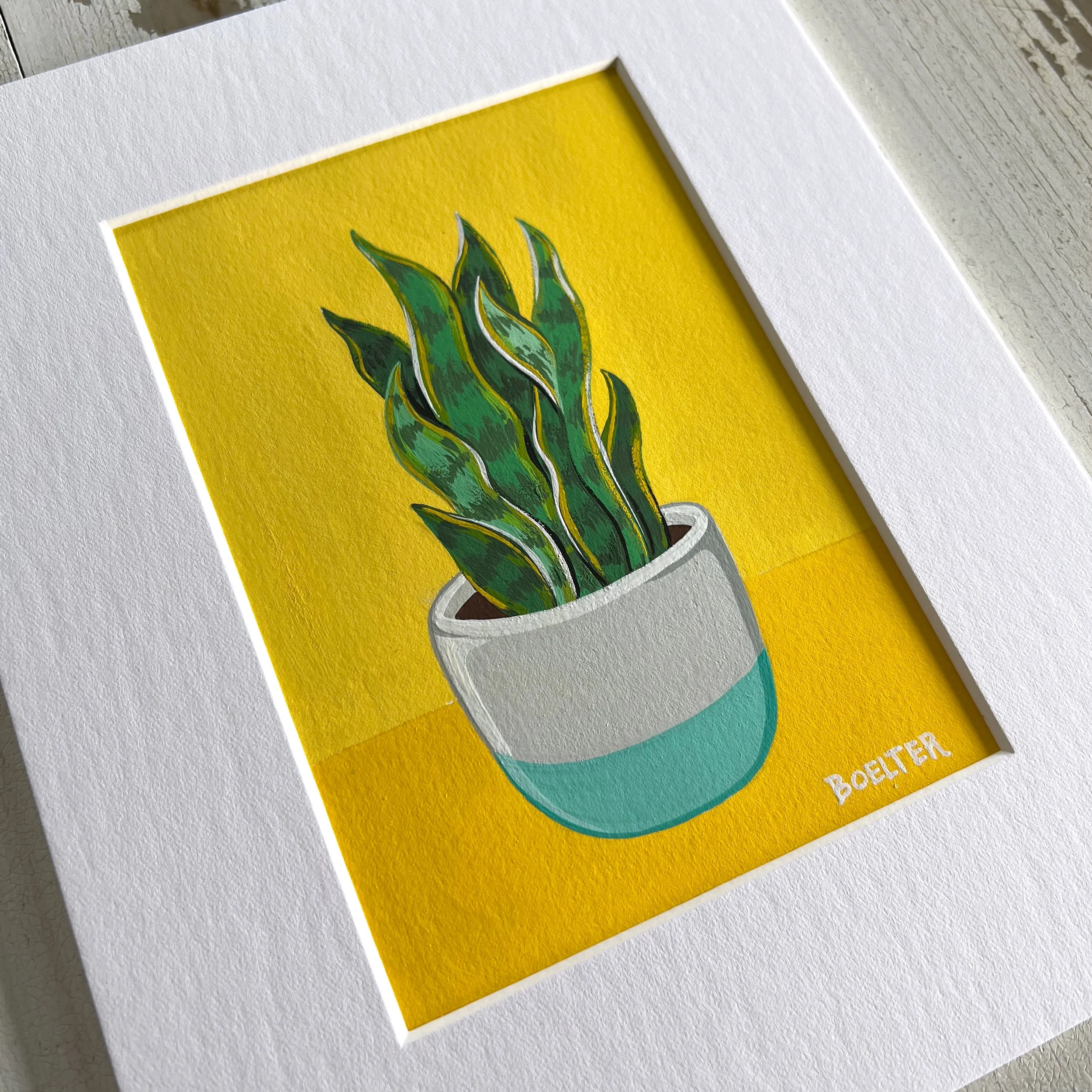 21-12-31-Potted-Snake-Plant-No-26-web-A2.jpeg
