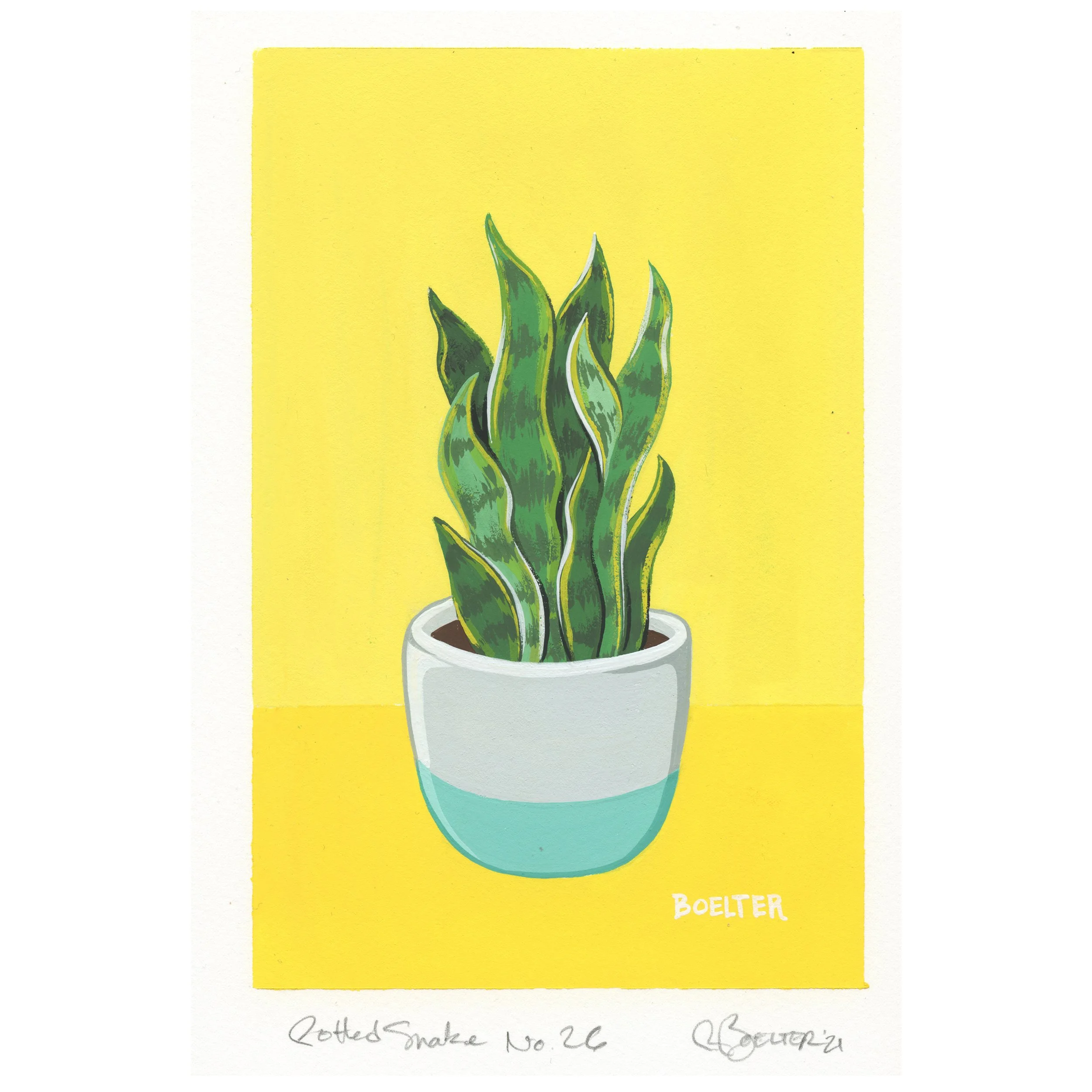 21-12-31-Potted-Snake-Plant-No-26-web-A3.jpeg