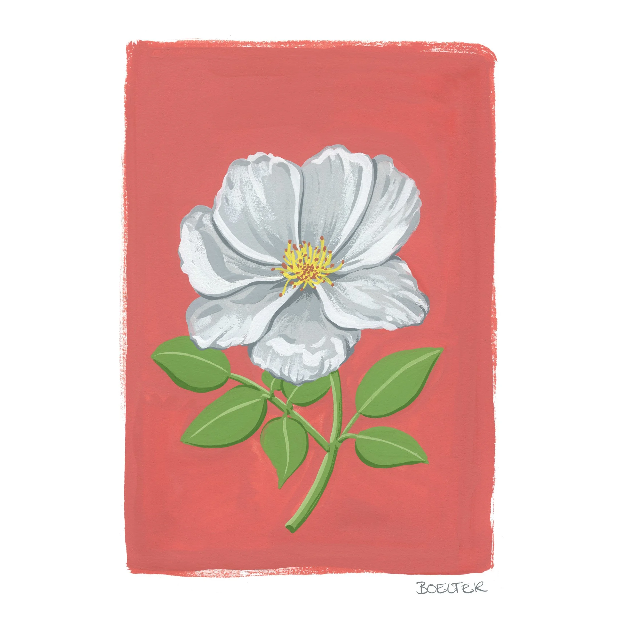 Iceberg Rose