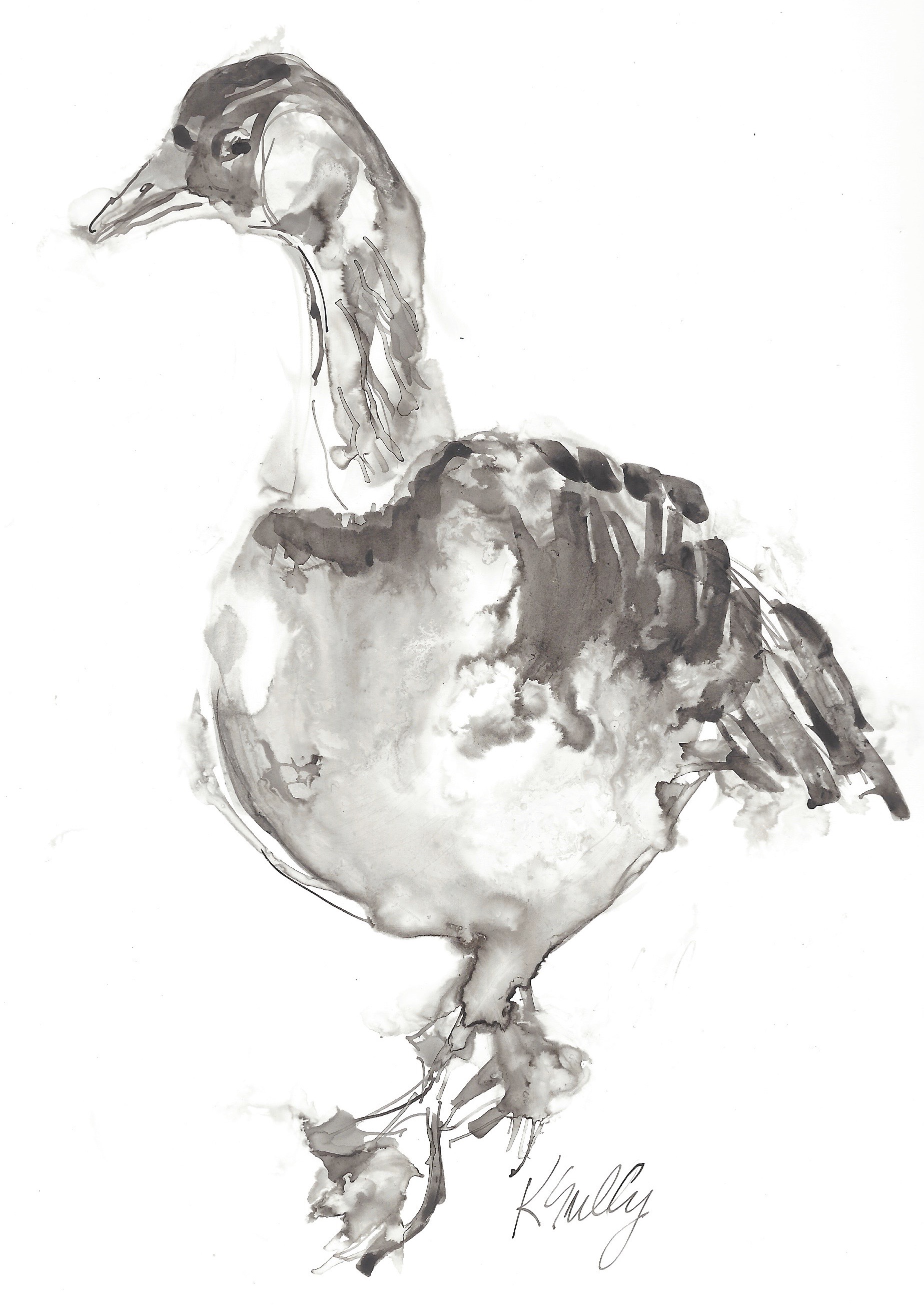 Duck, ink 12x9.jpg