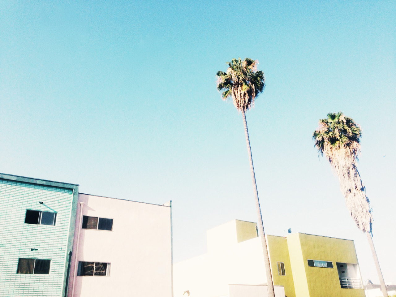 ktownpalms.jpg
