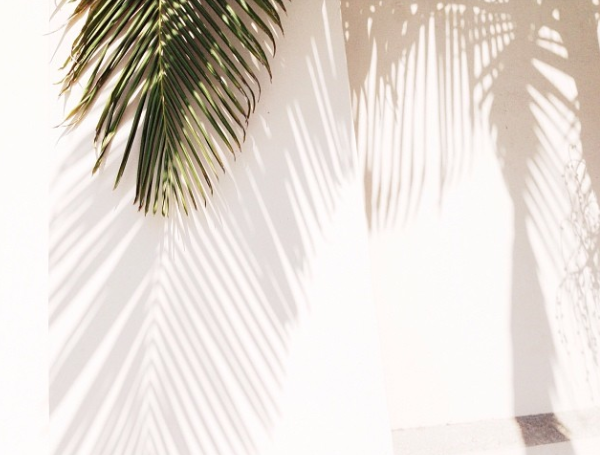 palms.png