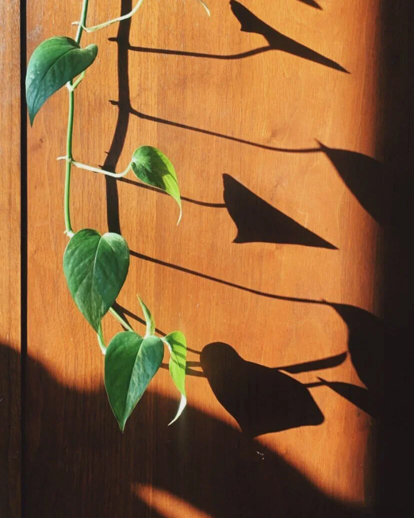 Image from iOS (164).jpg