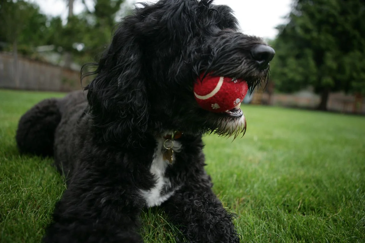 2007_0605_pets_5492 copy Web.jpg