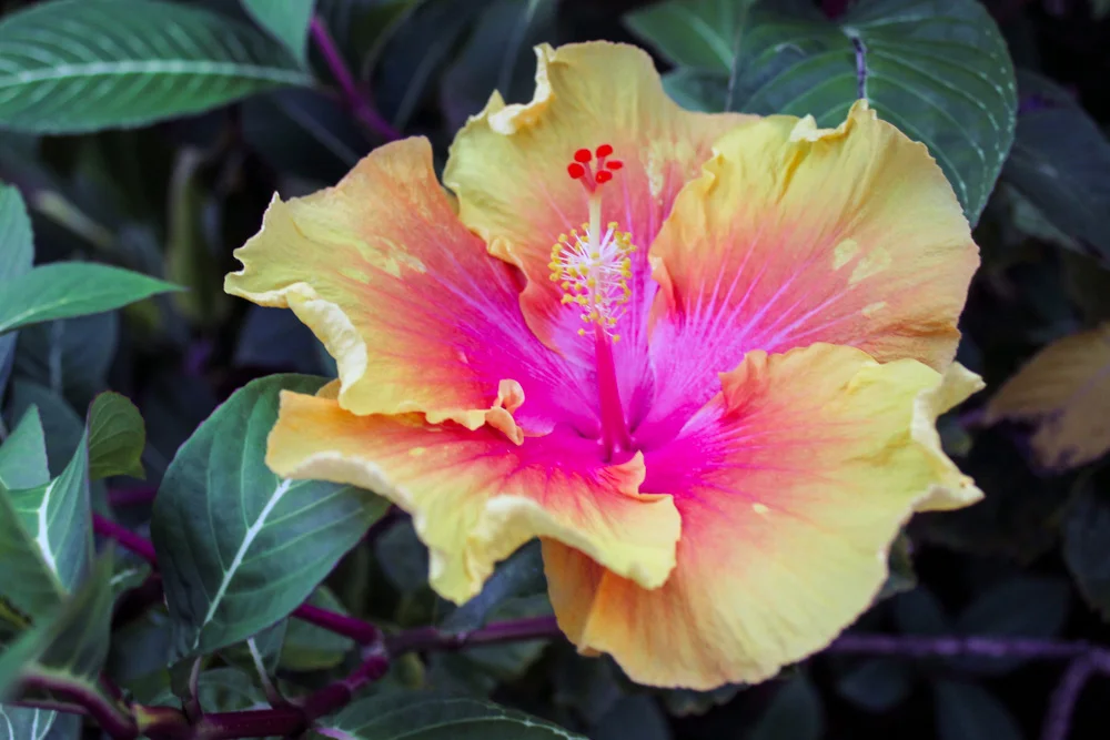 Kauai, HI