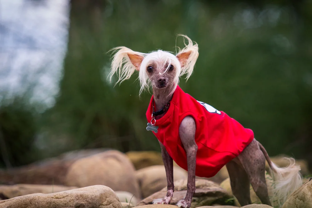 06-05-16 - Izzy PLP-0059.jpg