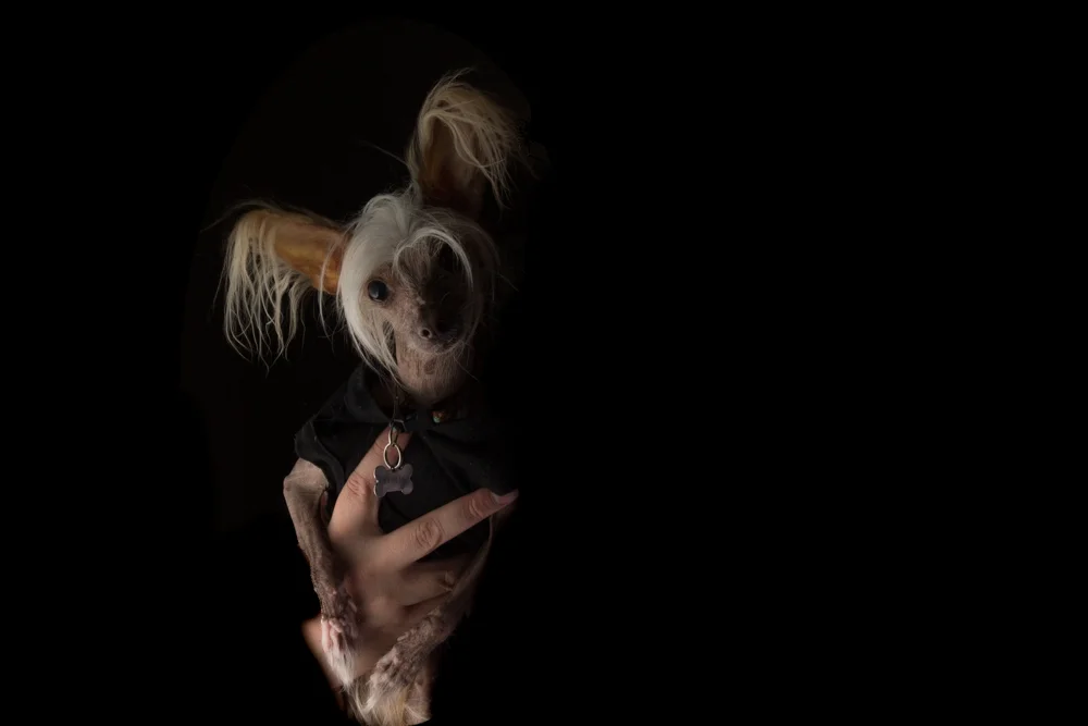 06-05-16 - Izzy PLP-9752-2.jpg