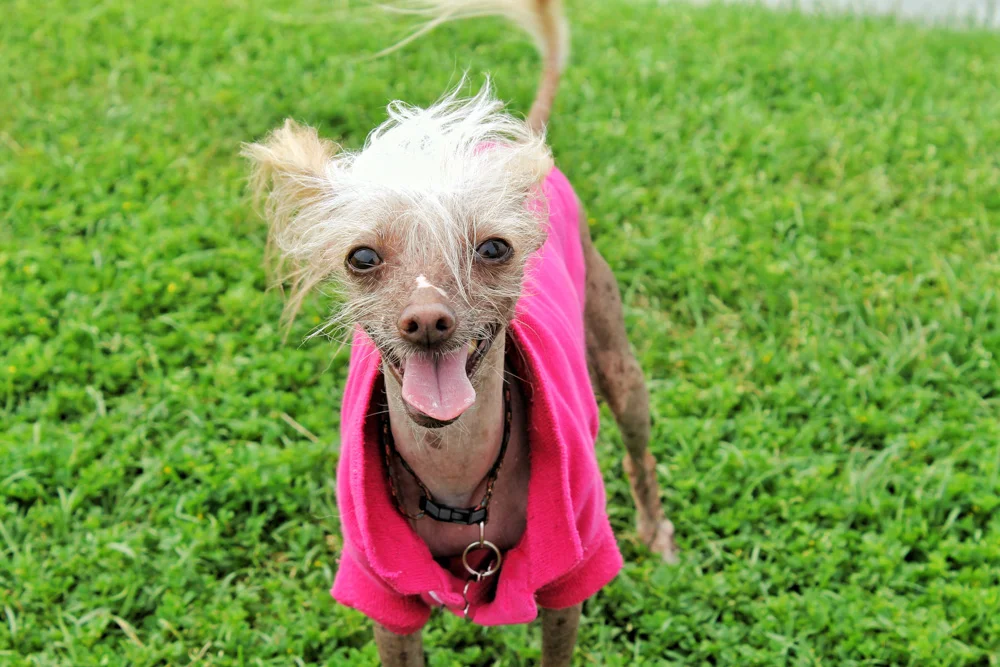 06-05-16 - Izzy PLP-4-2.jpg
