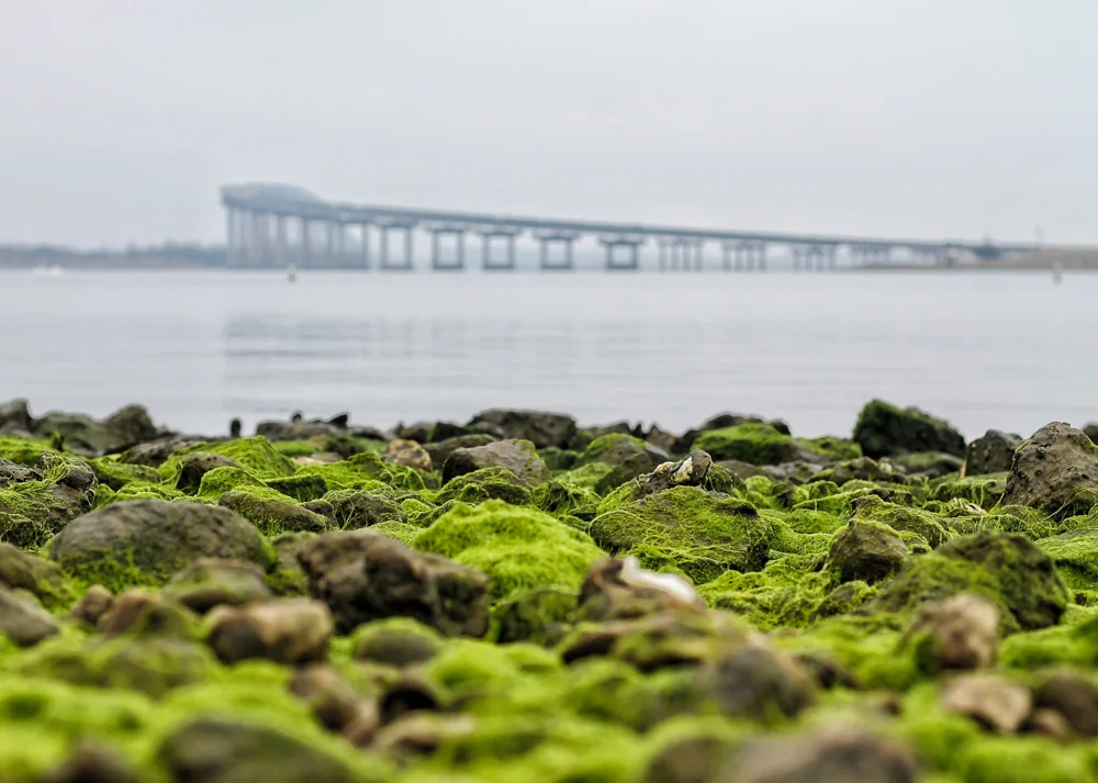 Prien Lake Park, I-210 Bridge