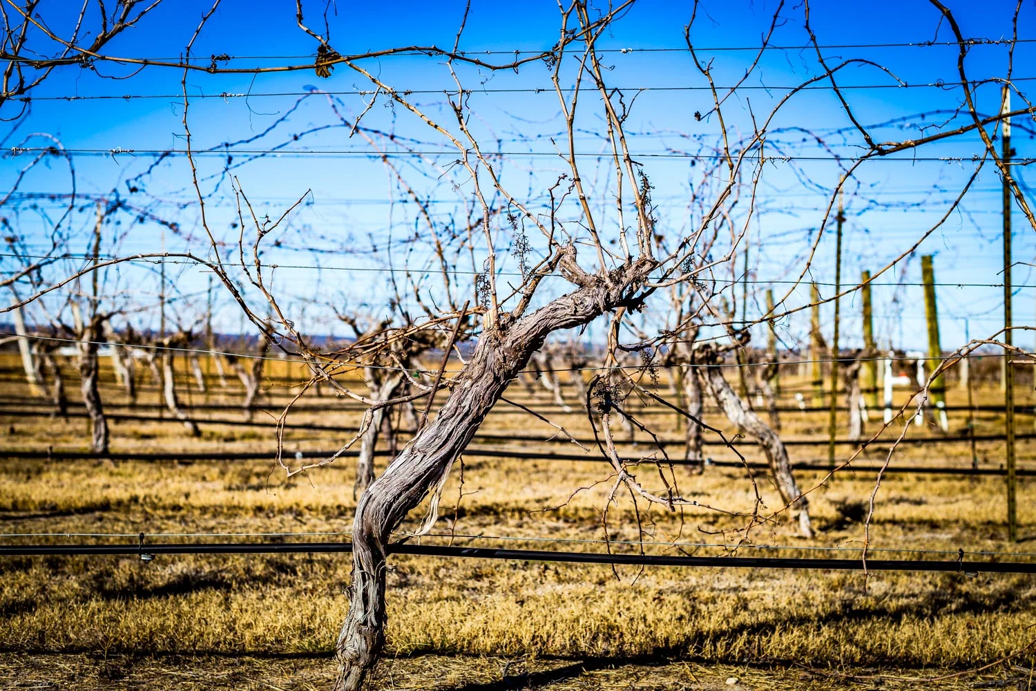 Fredericksburg, TX