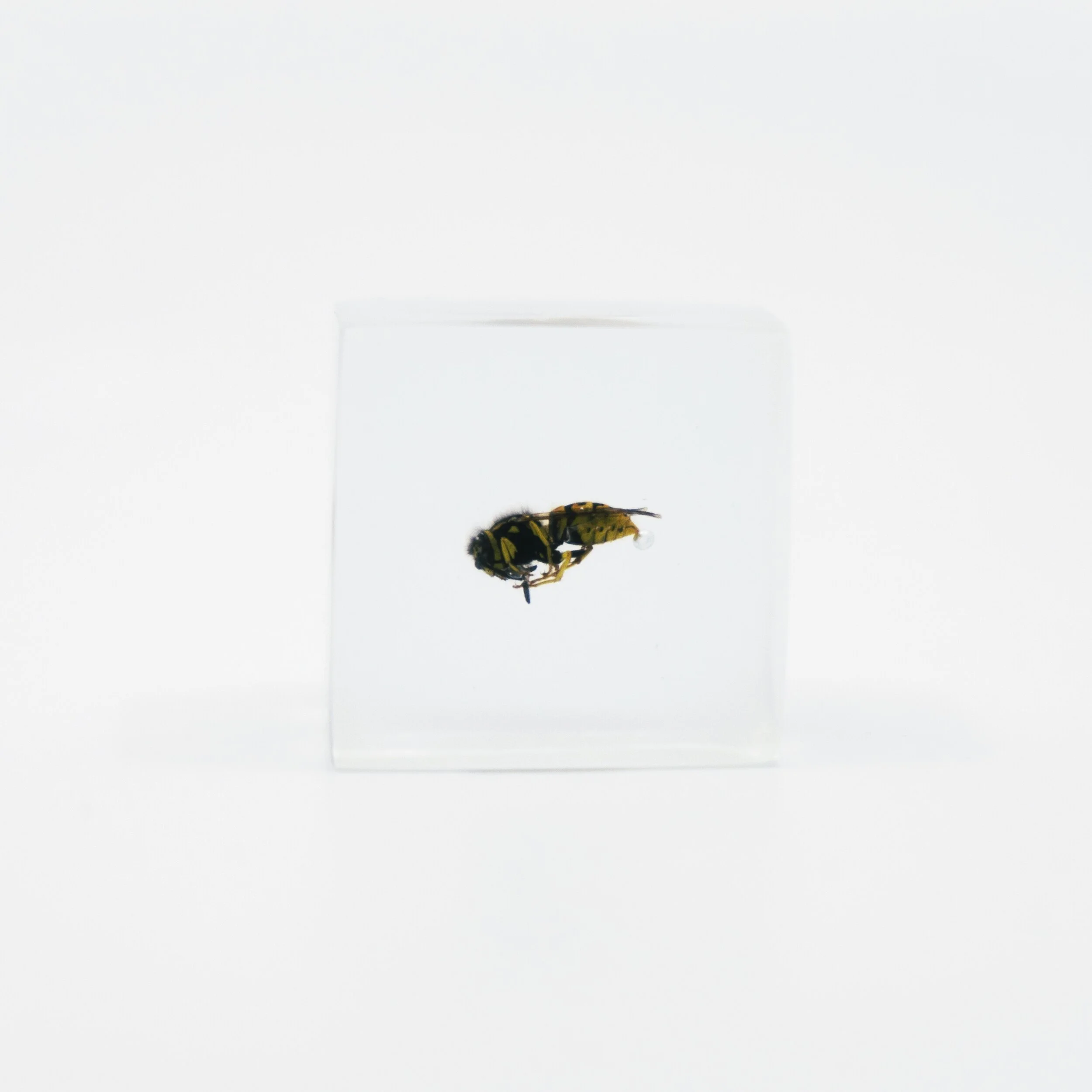 WASP 1.jpg