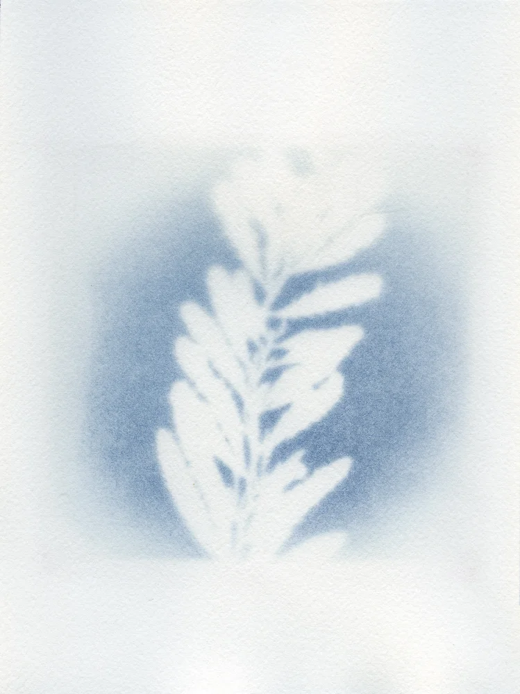 #sargassum