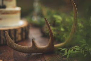 1010 Set de panache / Antler Set 2