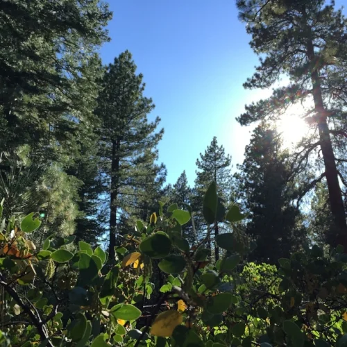 Sierra Trac Meadow 1 Web.jpg