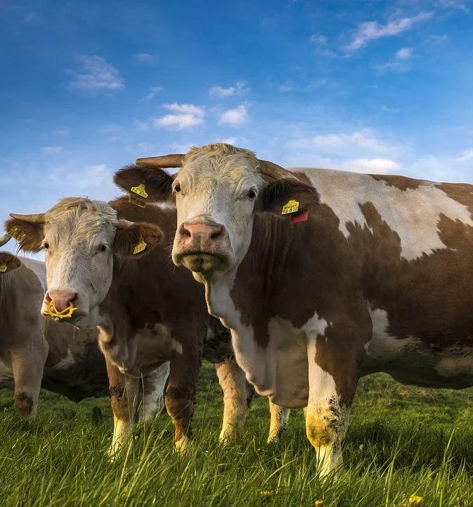 cows-2257738_960_720.jpg