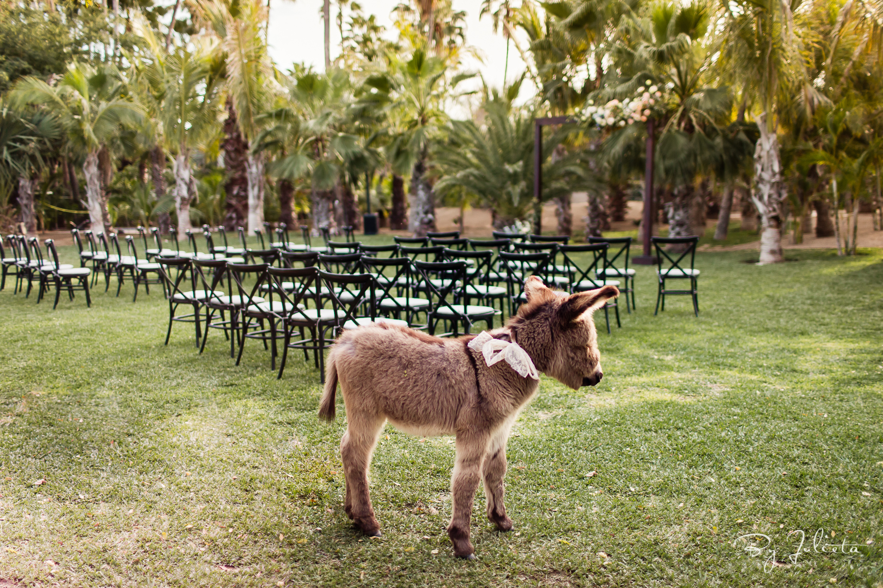 Acre Wedding Cabo. W+L. Julieta Amezcua Photography. (16 of 547).jpg