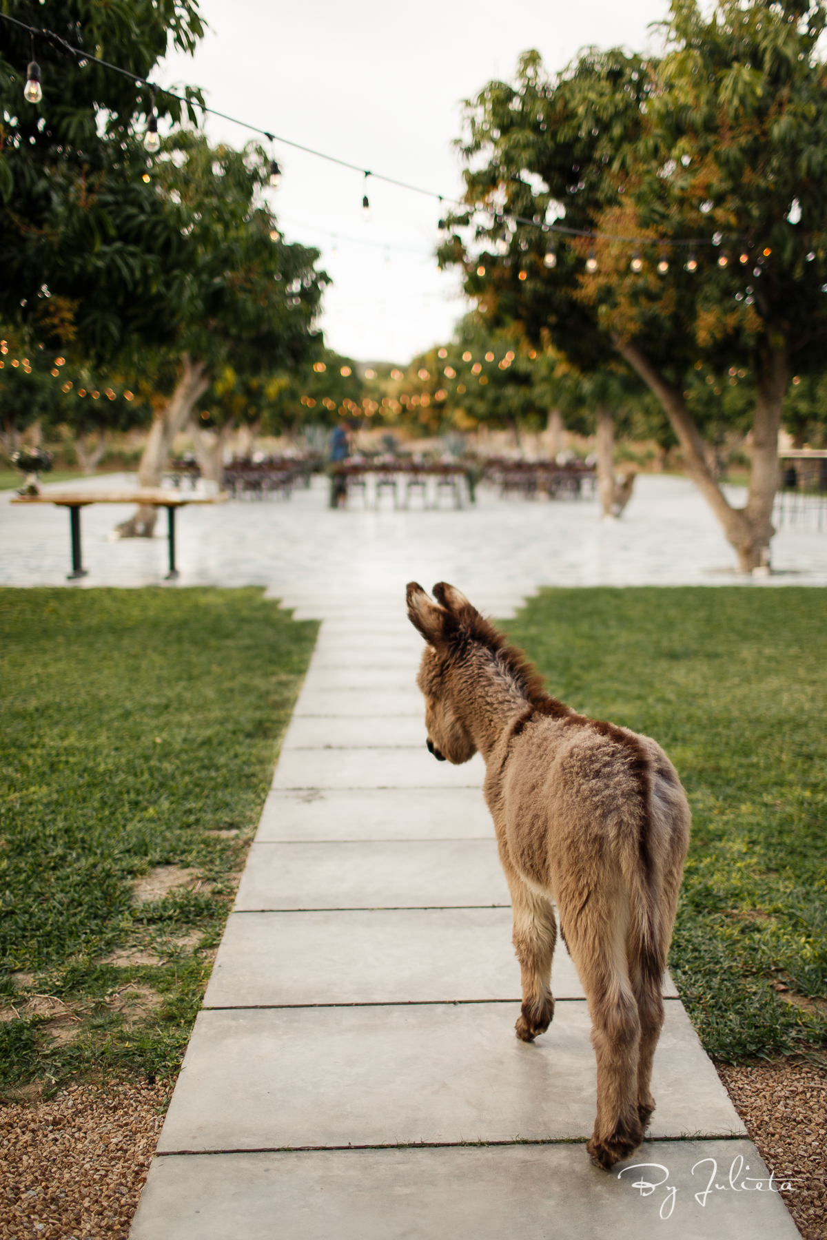 Acre Wedding Cabo. H+C. Julieta Amezcua Photography. (564 of 885).jpg