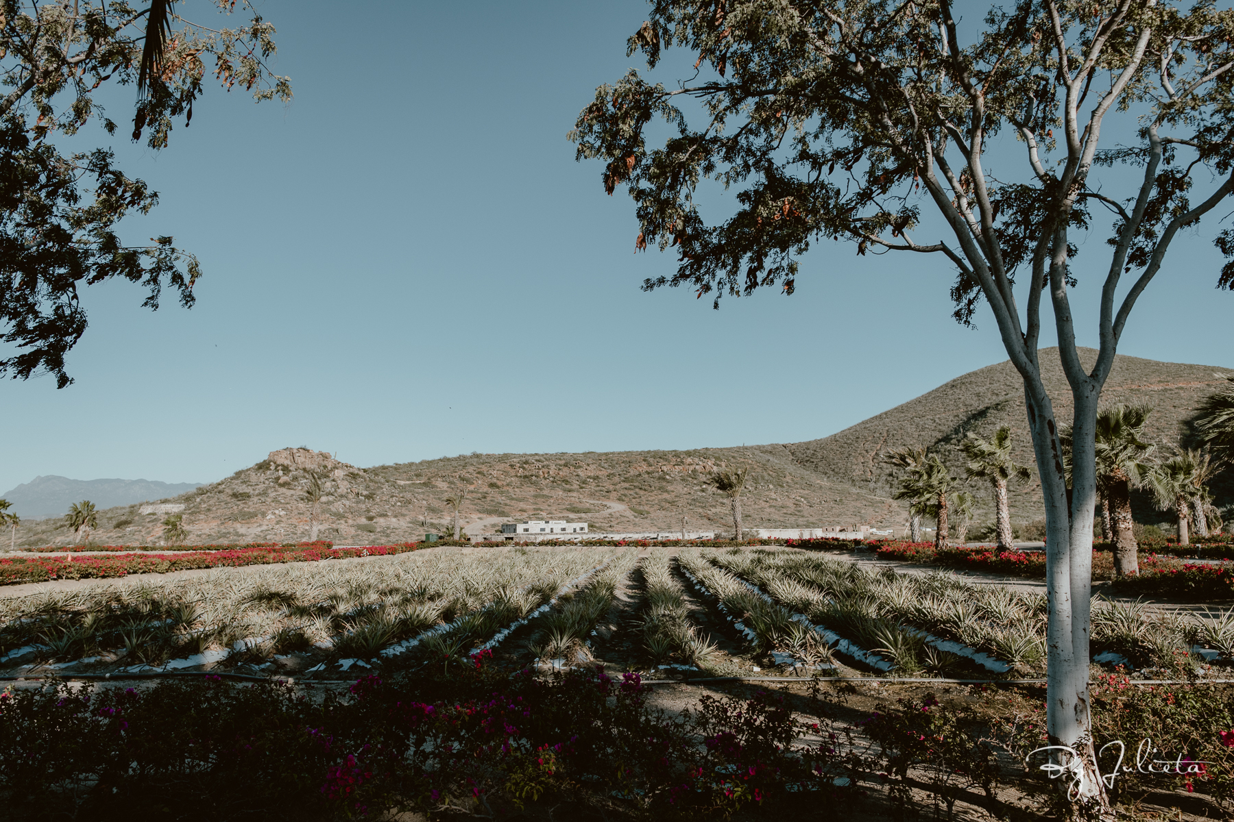 Hotel San Cristobal Baja Wedding. J+M. Julieta Amezcua Photography. (3 of 695).jpg