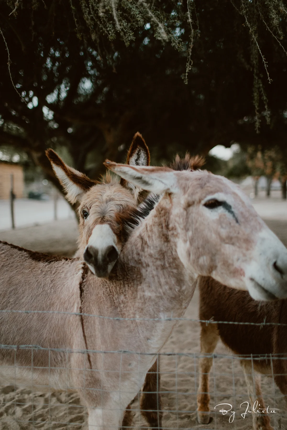 AcreCaboWedding.L+M.JulietaAmezcuaPhotography.(391of553).jpg