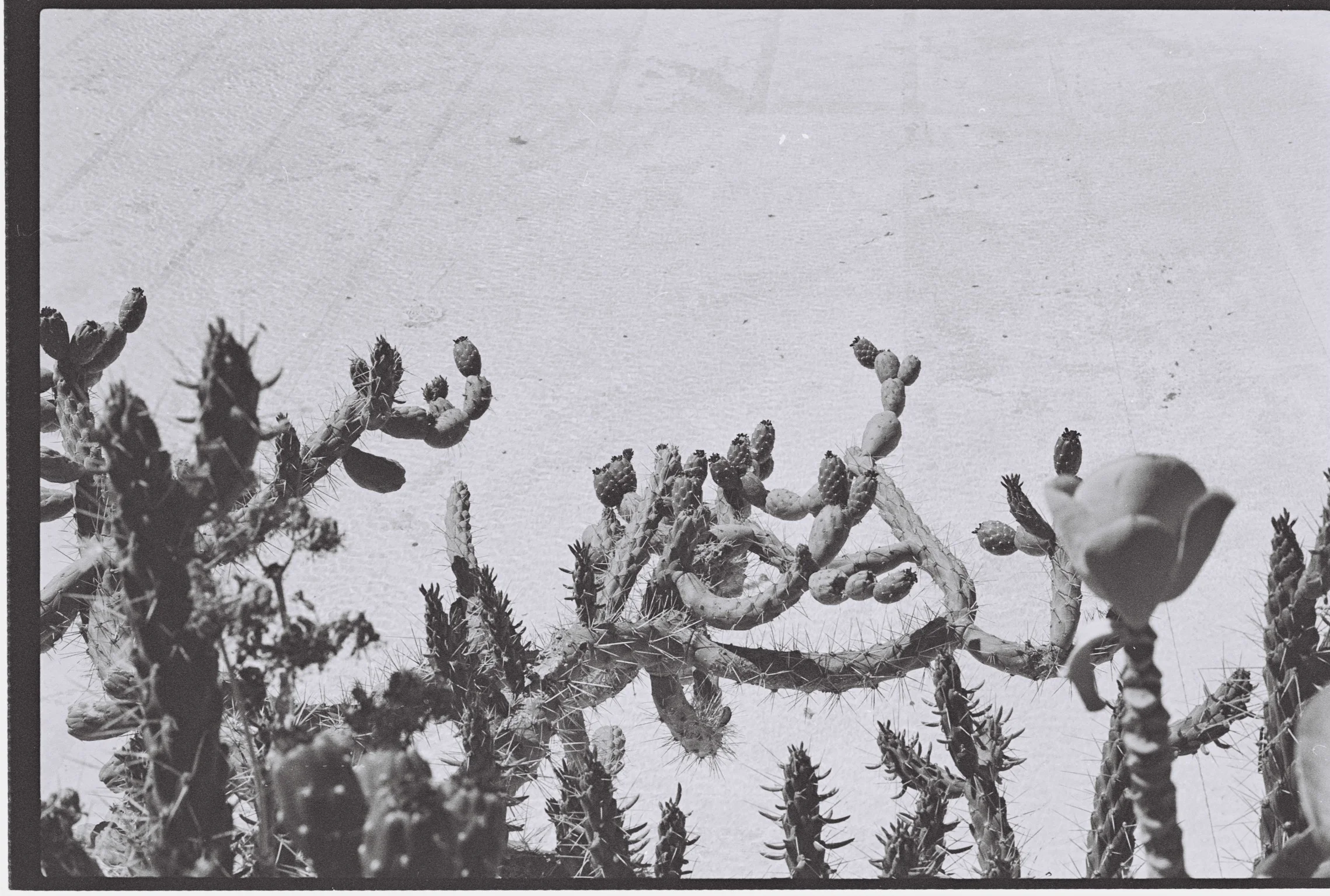 Cactus. Canary Islands