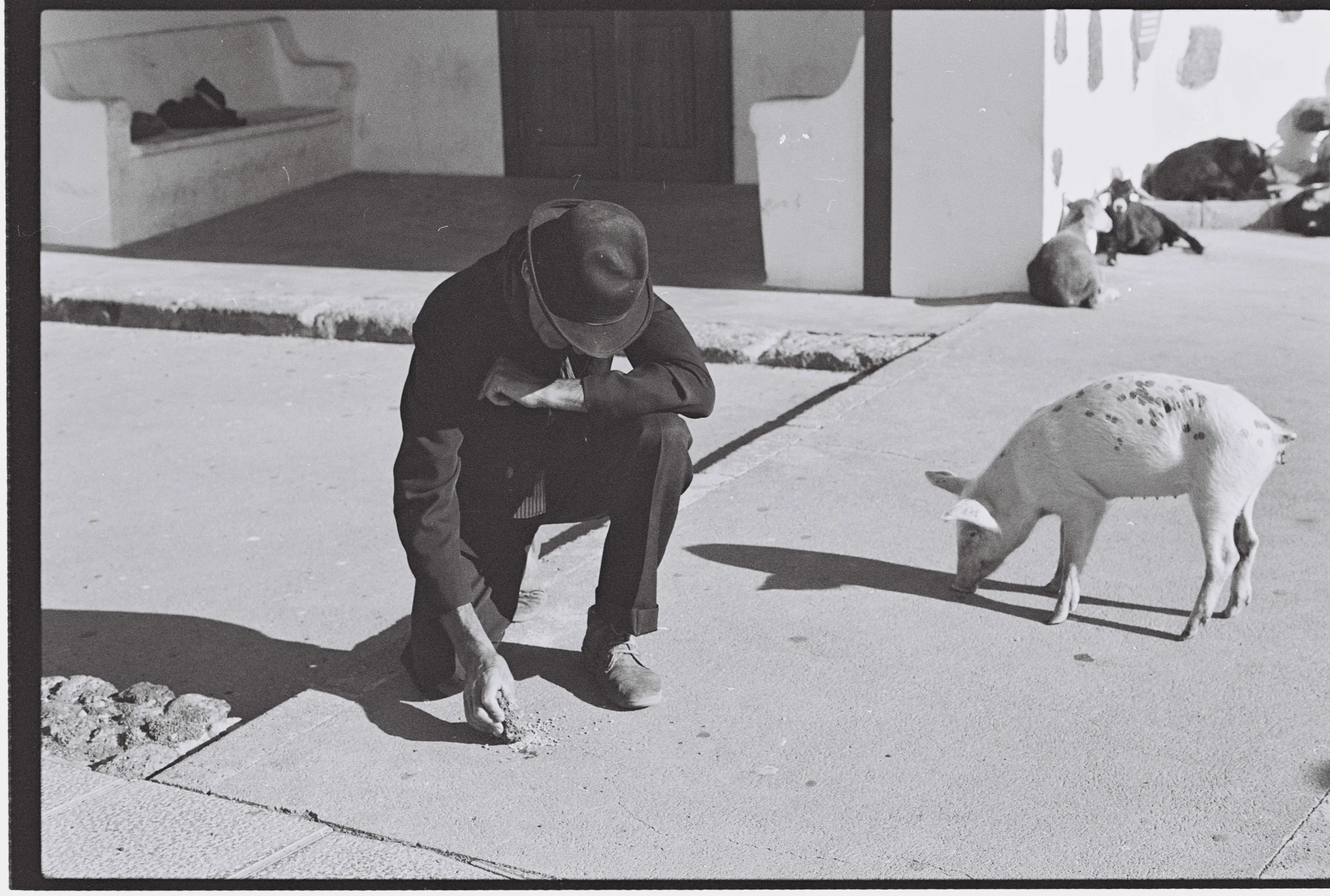 Man and Pig, Lanzarote, Canary Islands.