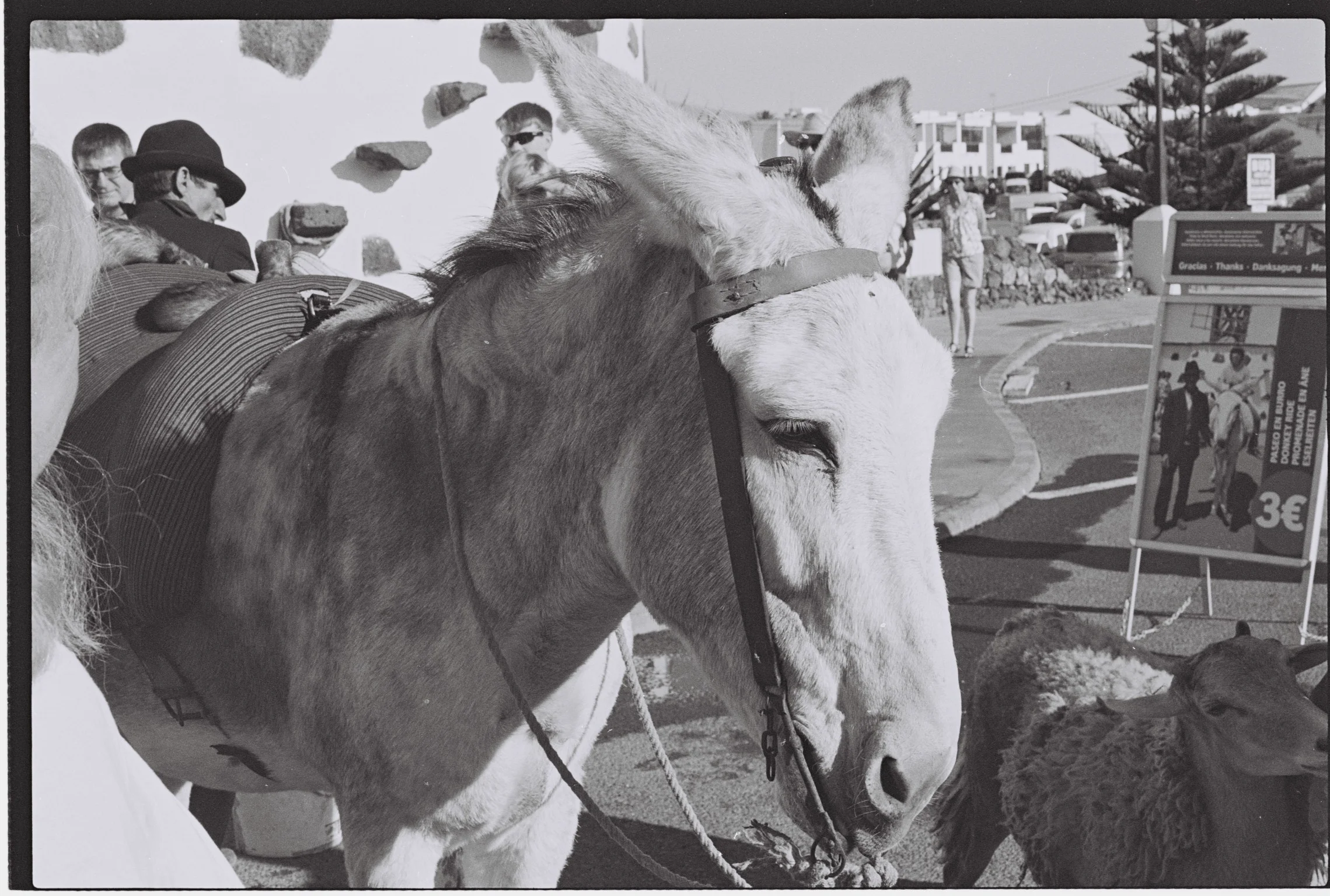 Donkey at Market, Lanzarote, Canary Islands.