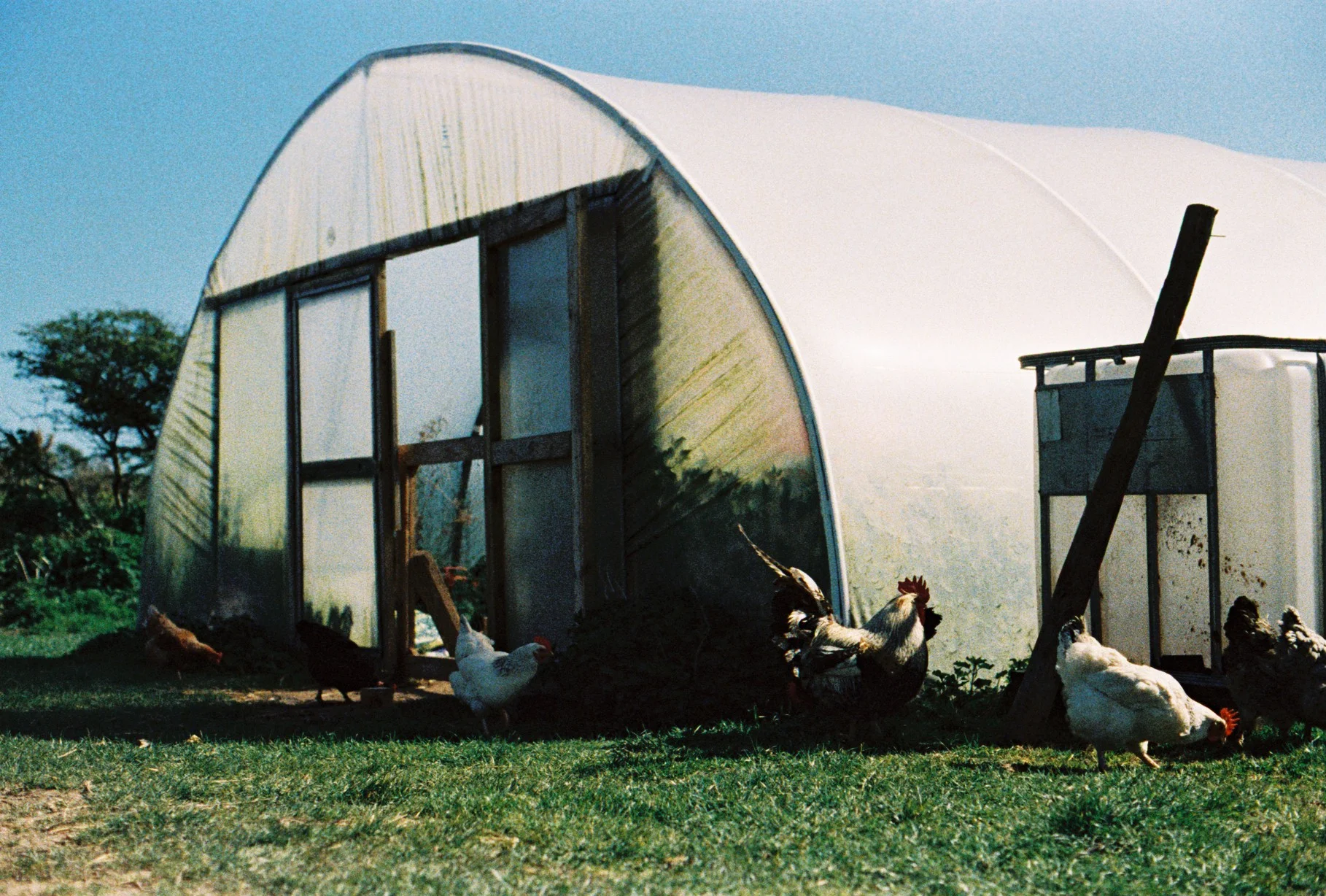 Poly Tunnel and Chickens, Devon, UK.