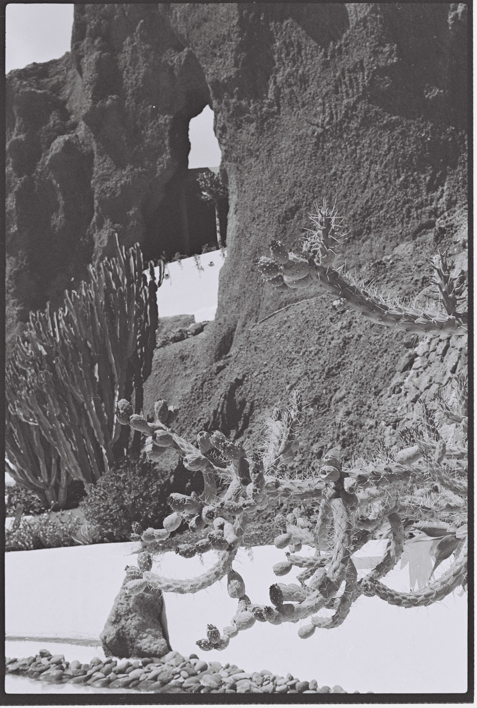 Cactus and Rock, Canary Islands.
