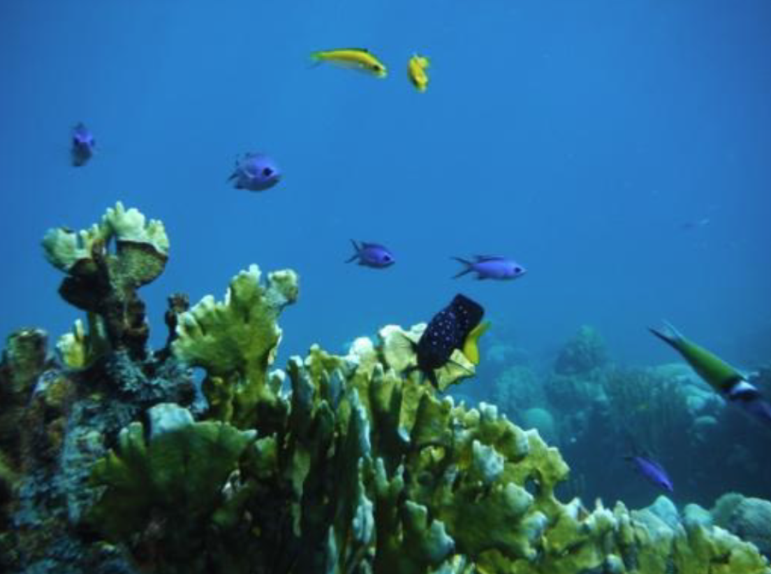 Snorkelling