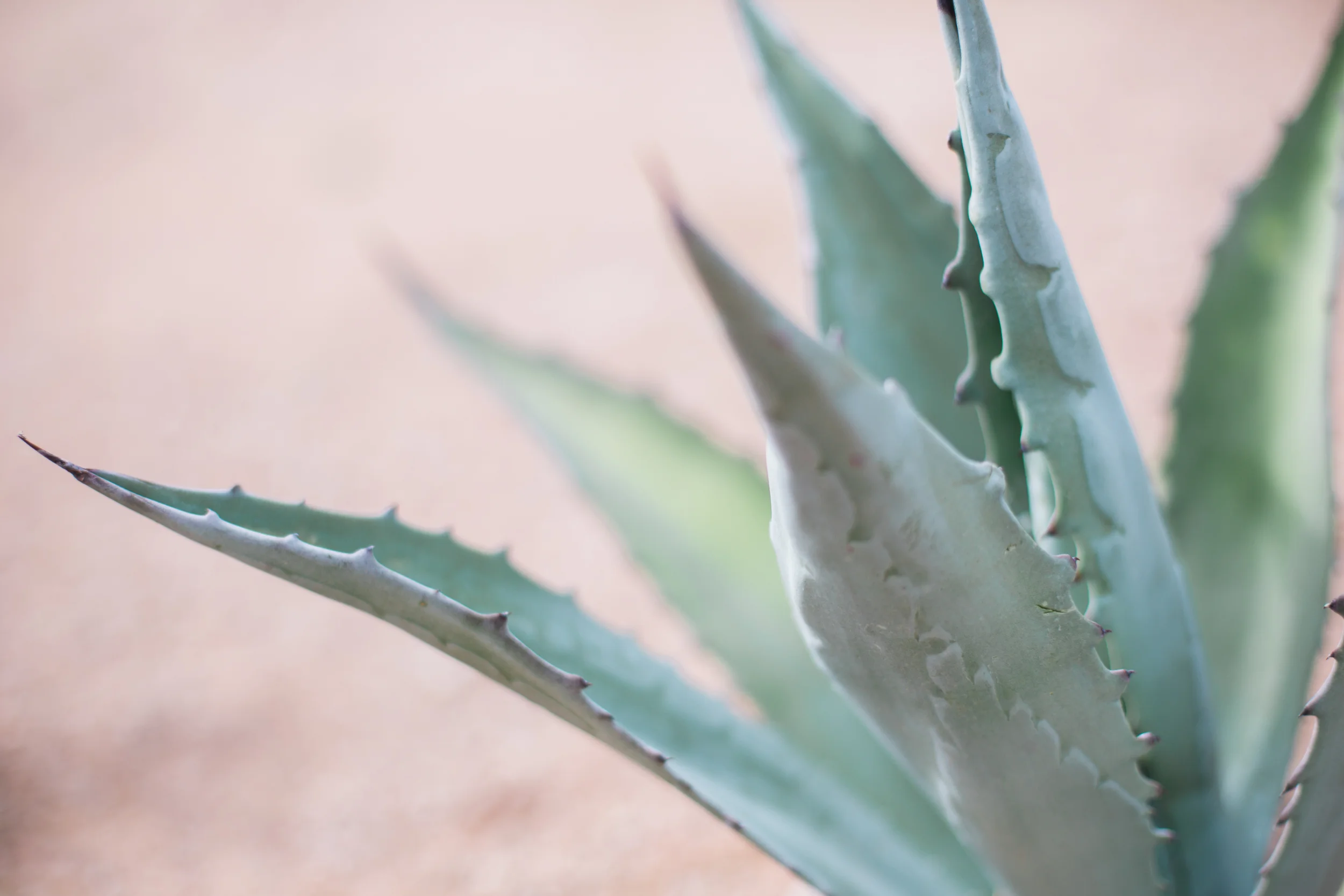Plants on Pink - Agave  Casa Botanica