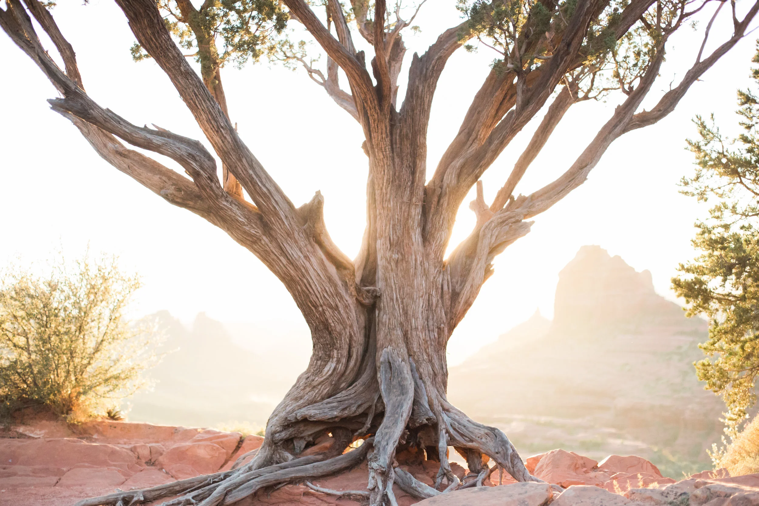 Sedona Red Rocks- Tree at Sunset