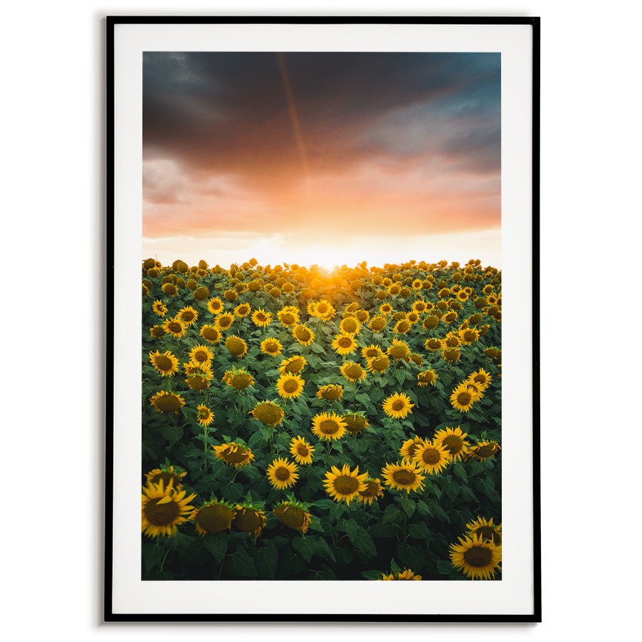 Sunflower Sunset