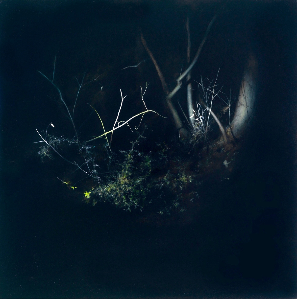 Night Forest 1