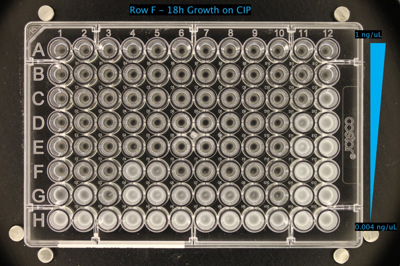 CIP_18h_5.jpg