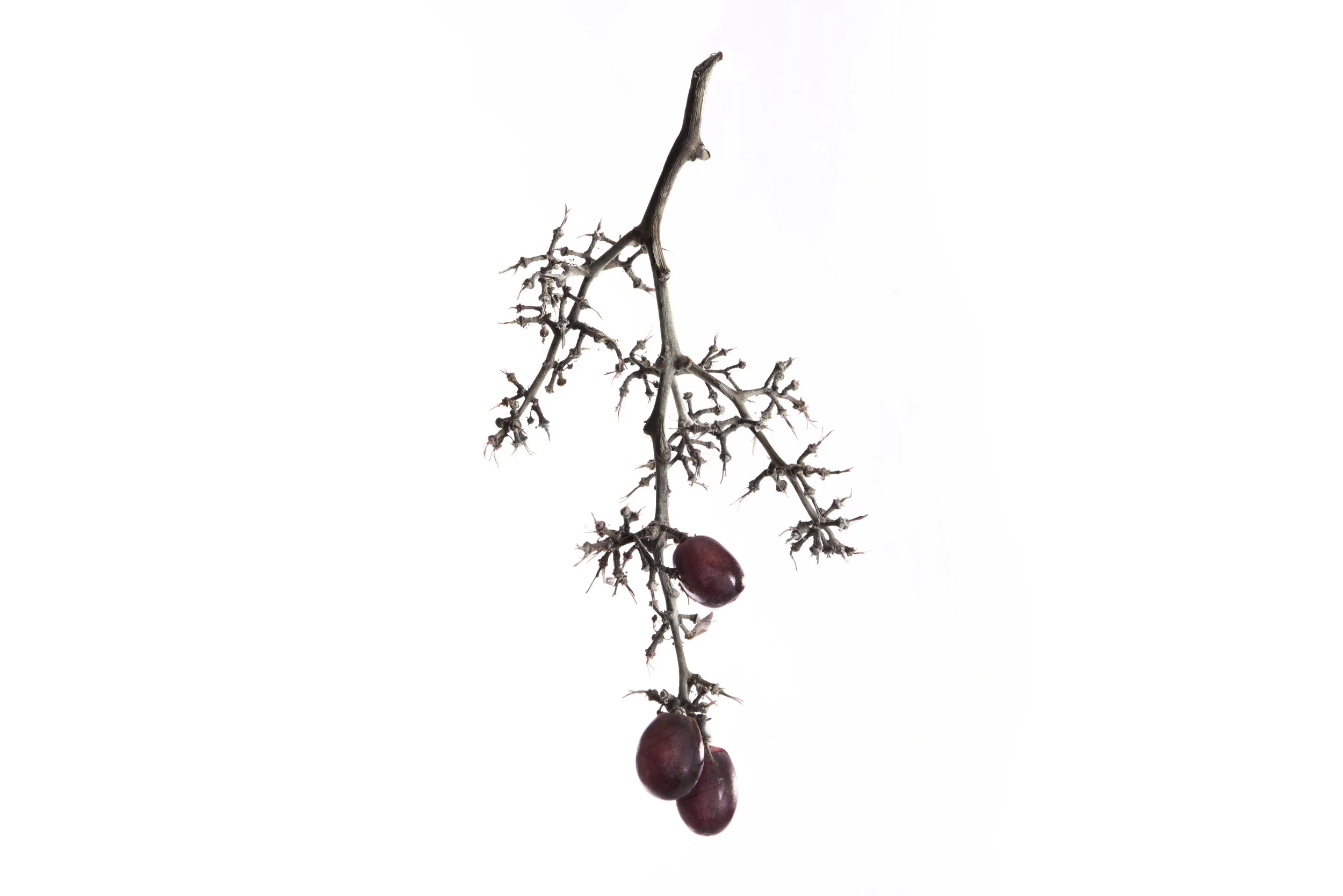 1888Grapes.jpg