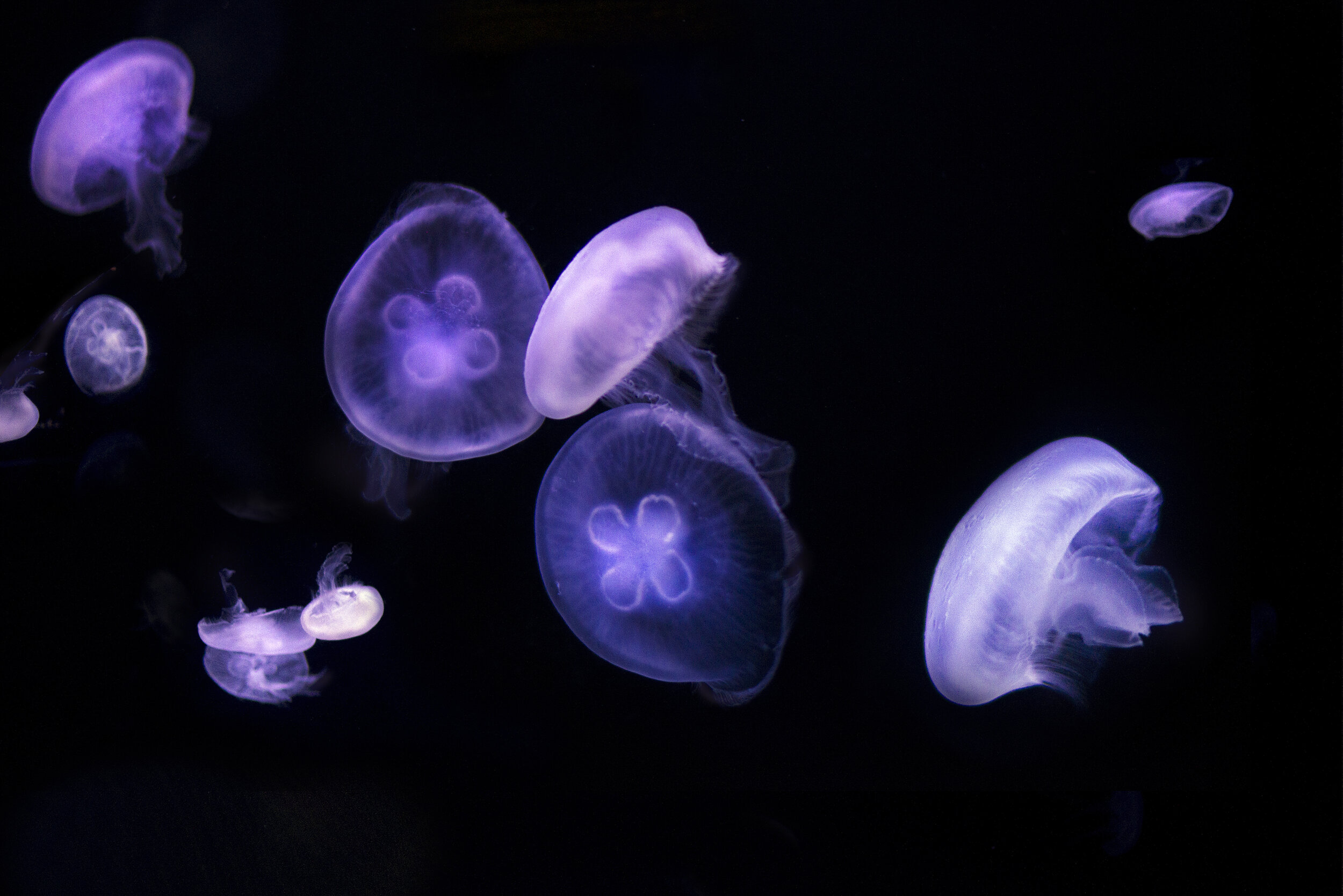 jellyfish.jpg