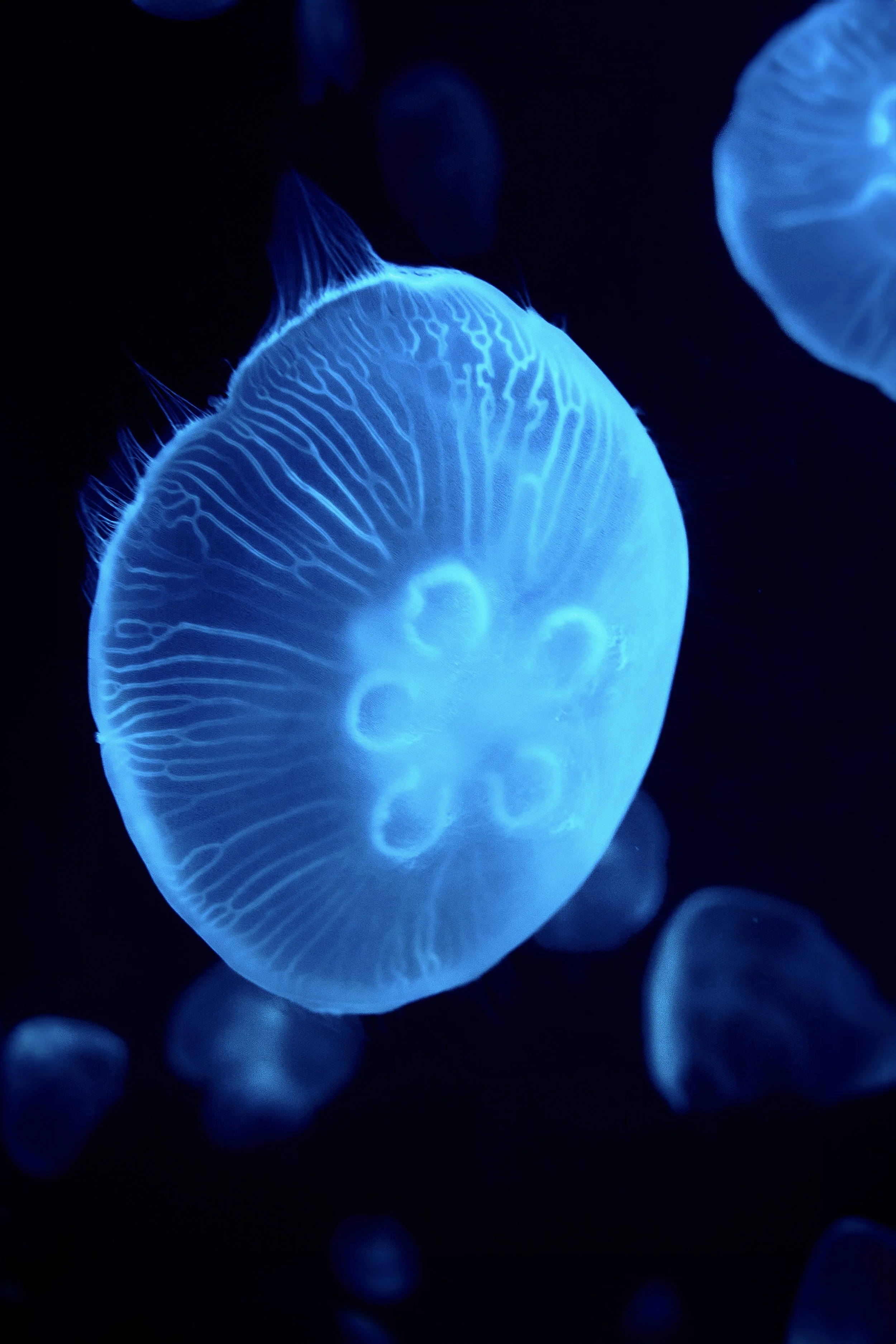 3D & Branding Design