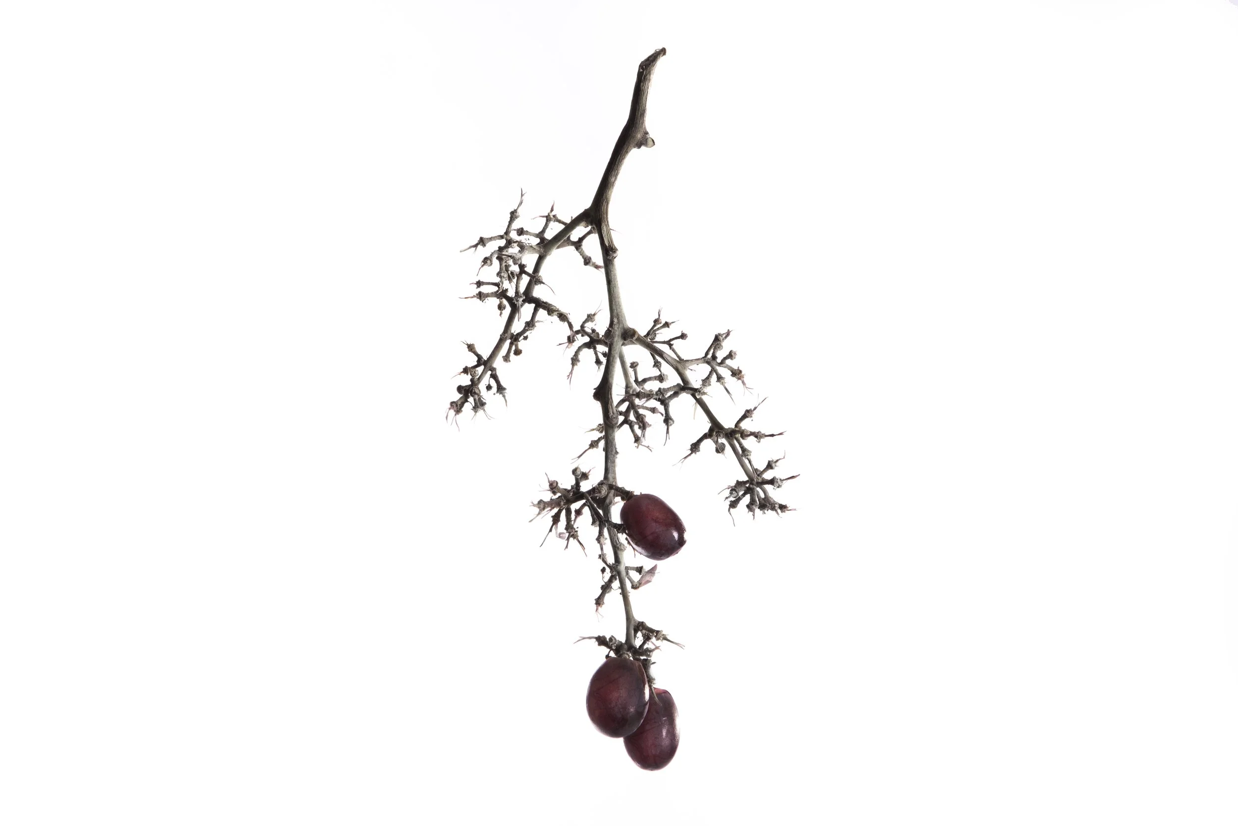 1888GrapesNoLogo copy.JPG