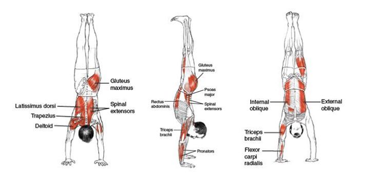 These are all the muscles that need to be strengthened if you want to bang out those HSPUs!