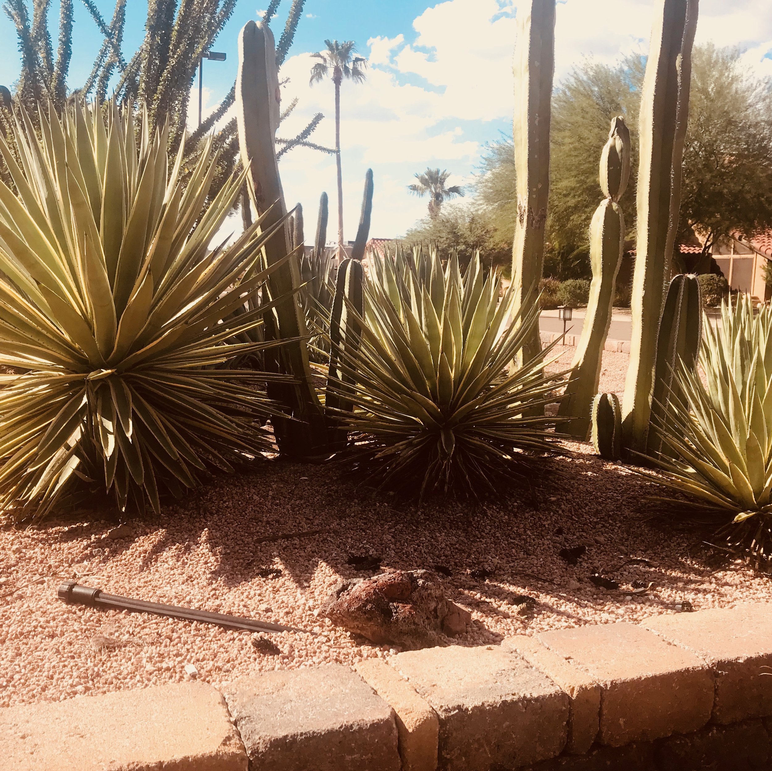 Meeting the neighbors. Scottsdale, AZ