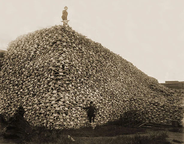 Bison Skull Pile - Burton Historical Collection, Detroit Public Library