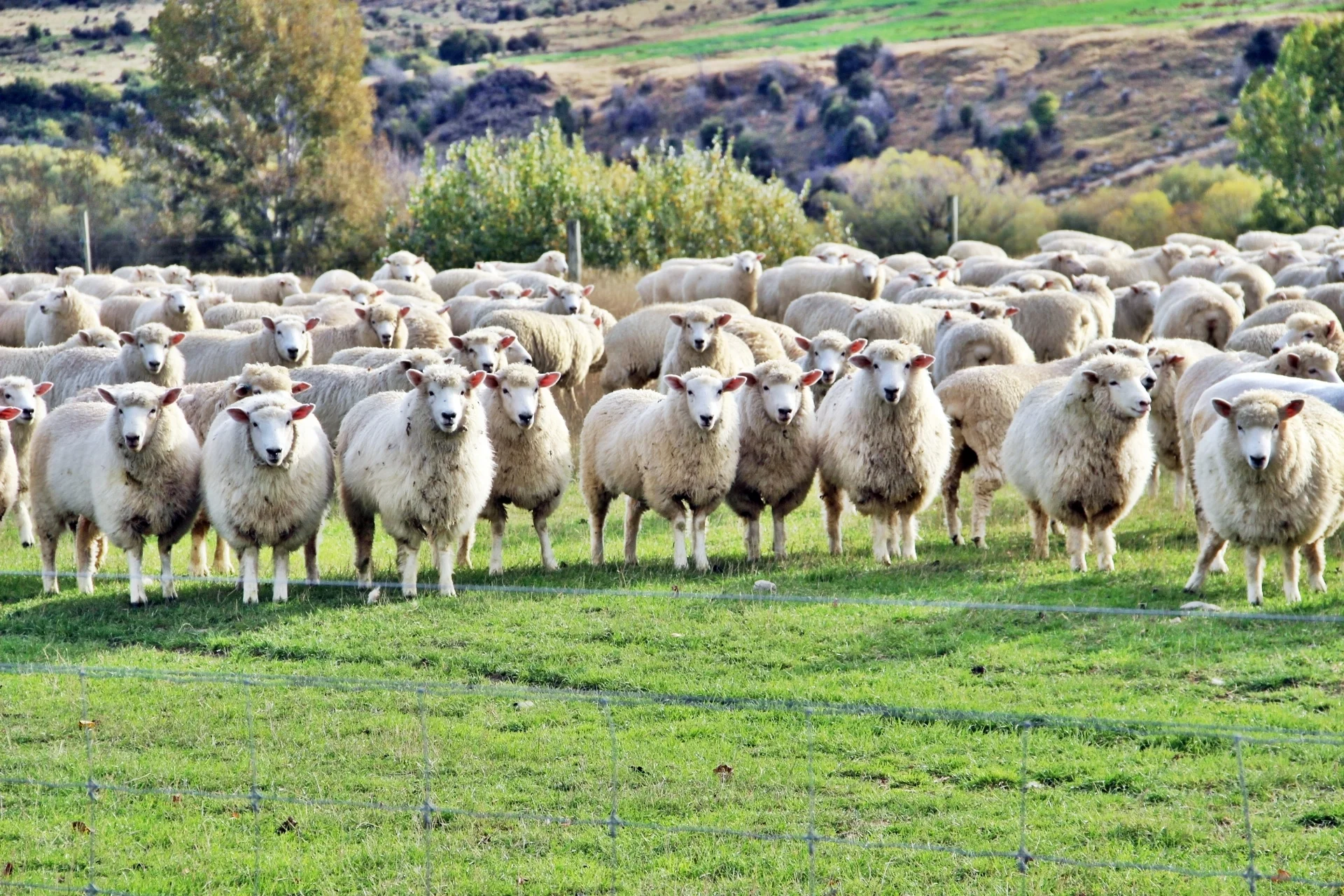 Agriculture Jobs in Australia Total Recruitment Solutions