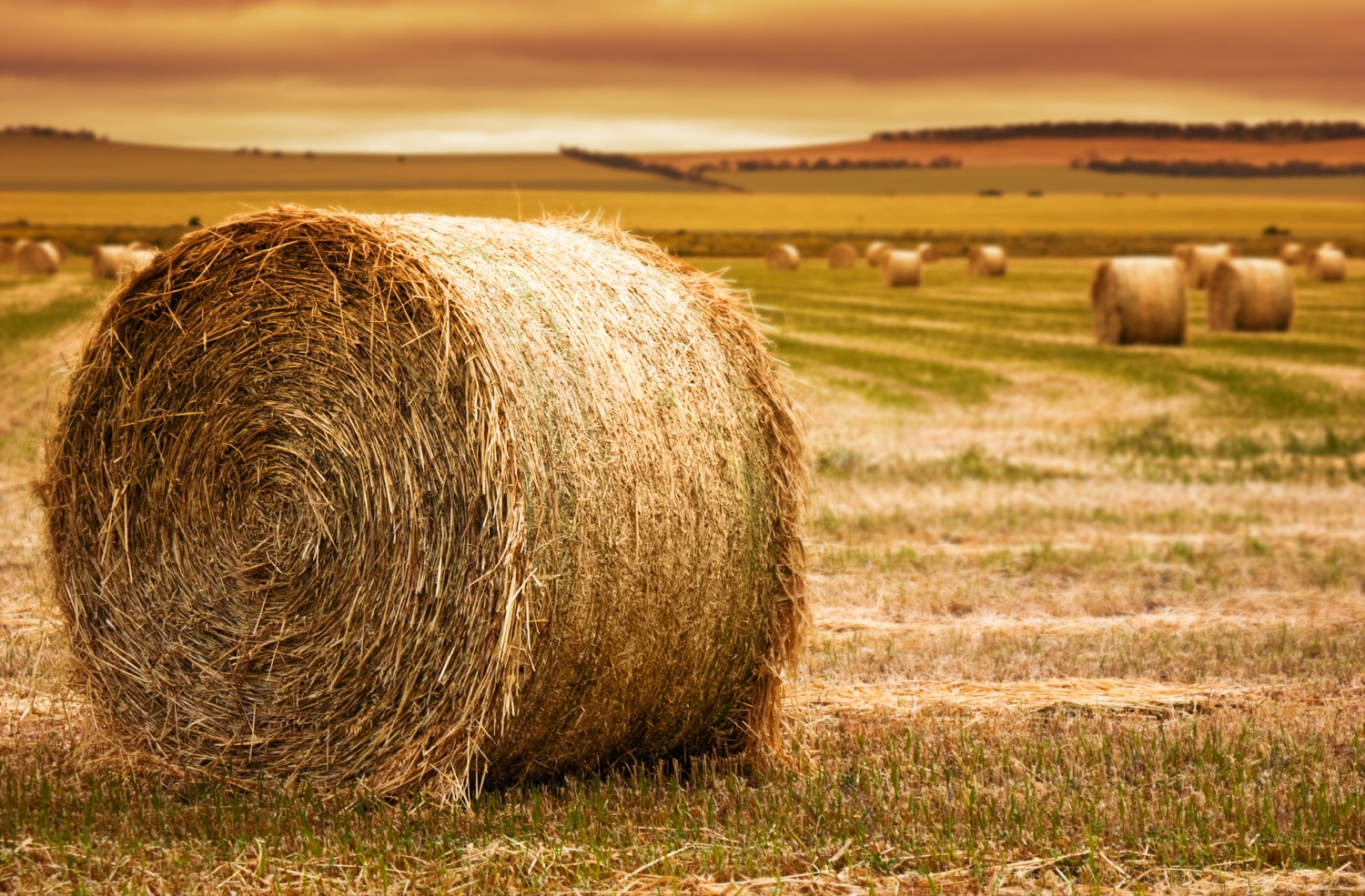 hay.jpg