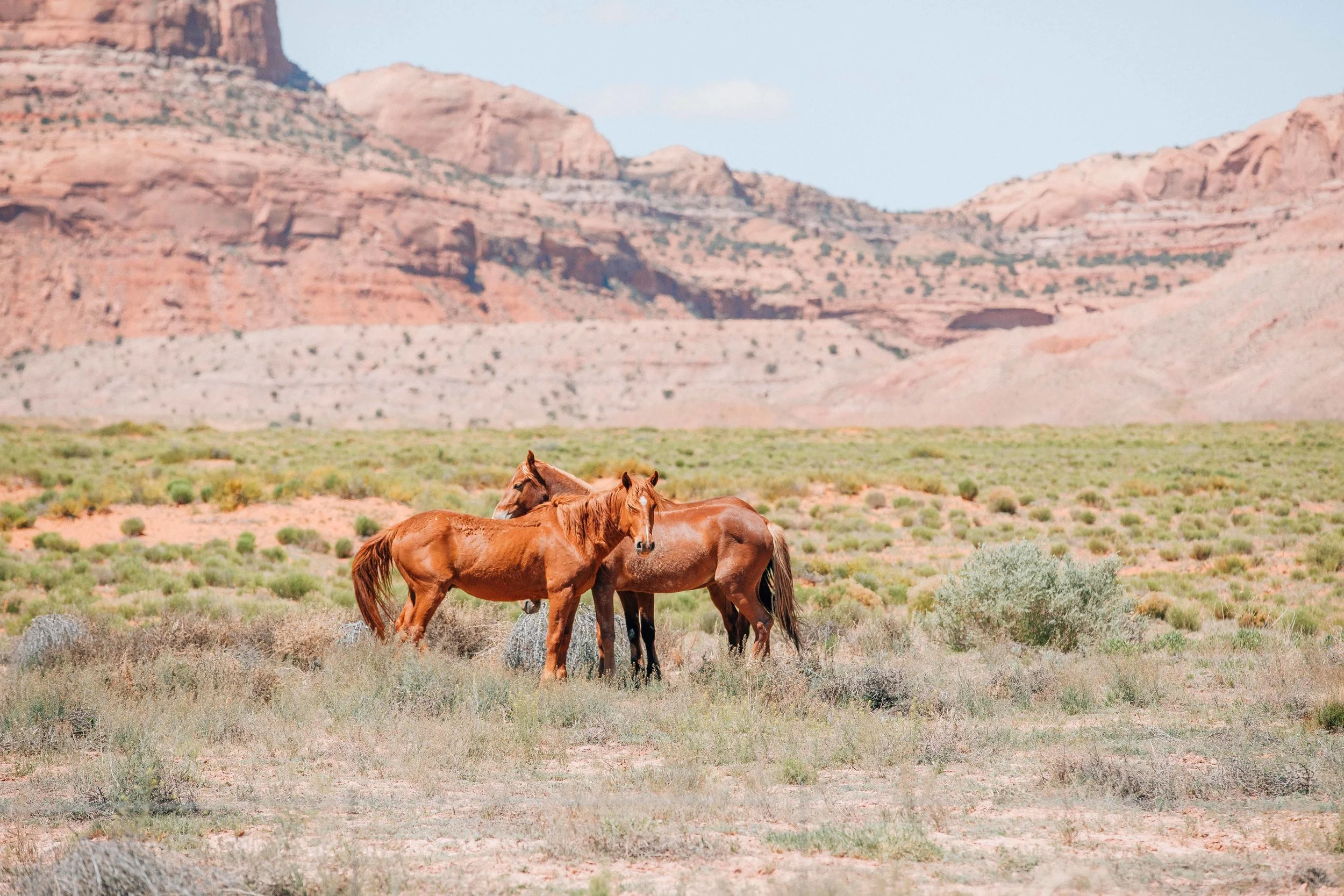 Wild mustangs roam free in Monument Valley. 